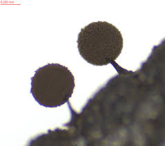 Attēlu rezultāti vaicājumam “Comatricha elegans var. microspora”