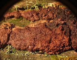 Attēlu rezultāti vaicājumam “Siphoptychium violaceum”