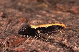 Attēlu rezultāti vaicājumam “Scardia boletella pupa”