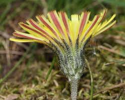 Image result for Hieracium pilosella