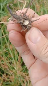 Attēlu rezultāti vaicājumam “Cyperus fuscus fruit”