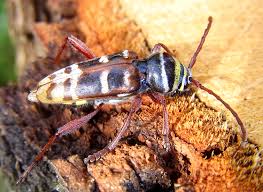 Attēlu rezultāti vaicājumam “Plagionotus detritus”