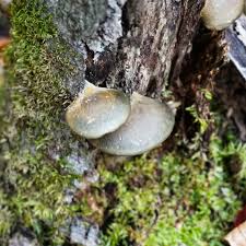 Attēlu rezultāti vaicājumam “Panellus serotinus”