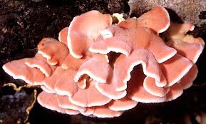 Attēlu rezultāti vaicājumam “Phlebia centrifuga”