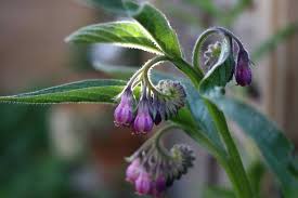 Attēlu rezultāti vaicājumam “Symphytum officinale bud”