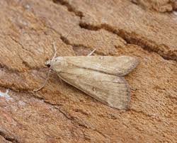 Attēlu rezultāti vaicājumam “Parapoynx stratiotata”