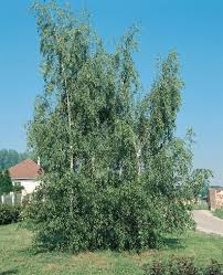 Attēlu rezultāti vaicājumam “Betula pendula var. carelica”