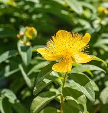 Image result for Johanniskraut