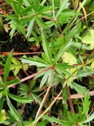 Attēlu rezultāti vaicājumam “Potentilla erecta leaf”