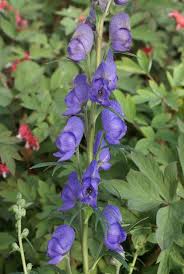 Image result for Aconitum napellus