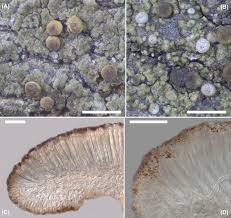 Attēlu rezultāti vaicājumam “Bacidia subincompta”