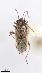 Attēlu rezultāti vaicājumam “Lygaeidae”