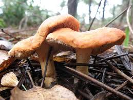 Attēlu rezultāti vaicājumam “Hydnum rufescens”