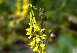 Attēlu rezultāti vaicājumam “Melilotus wolgicus”