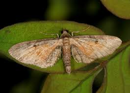 Attēlu rezultāti vaicājumam “Eupithecia icterata”