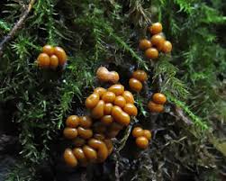 Attēlu rezultāti vaicājumam “Trichia longipalpis sessile”