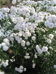 Image result for Achillea Ptarmica