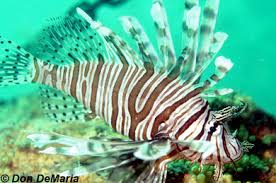 Image result for Pterois volitans