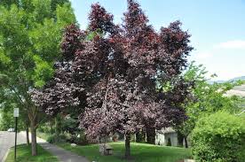 Attēlu rezultāti vaicājumam “Prunus cerasifera”