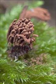 Attēlu rezultāti vaicājumam “Stemonitis sp.”