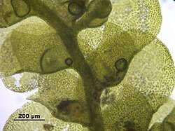 Attēlu rezultāti vaicājumam “Radula complanata sporophyte”