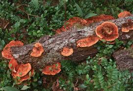 Attēlu rezultāti vaicājumam “Inonotus rheades”