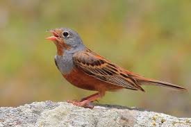 Image result for Emberiza caesia