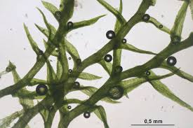 Attēlu rezultāti vaicājumam “Dicranella staphylina”