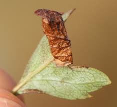 Attēlu rezultāti vaicājumam “Parornix anglicella”