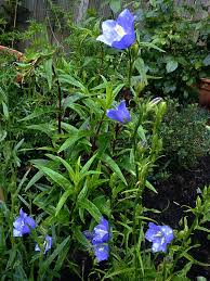 Attēlu rezultāti vaicājumam “Campanula persicifolia leaf”