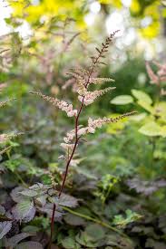 Attēlu rezultāti vaicājumam “Astilbe chinensis leaf”