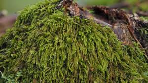 Attēlu rezultāti vaicājumam “Pterigynandrum filiforme”