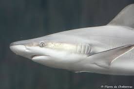 Image result for Carcharhinus acronotus