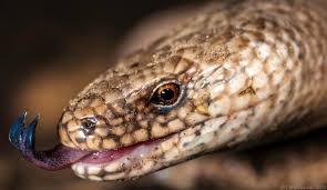 Attēlu rezultāti vaicājumam “Anguis fragilis adult”