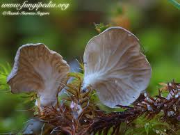 Attēlu rezultāti vaicājumam “Arrhenia spatulata”