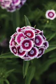 Image result for Dianthus barbatus
