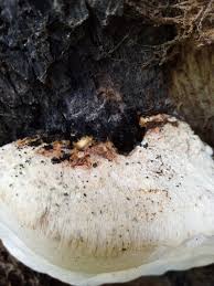 Attēlu rezultāti vaicājumam “Postia tephroleucus”