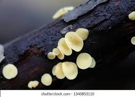 Attēlu rezultāti vaicājumam “Hymenoscyphus sp.”