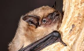 Attēlu rezultāti vaicājumam “Eptesicus serotinus”