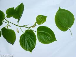 Attēlu rezultāti vaicājumam “Tilia x moltkei leaf”