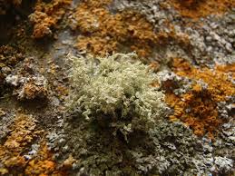 Attēlu rezultāti vaicājumam “Ramalina pollinaria”