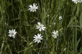 Attēlu rezultāti vaicājumam “Stellaria palustris leaf”