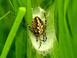 Attēlu rezultāti vaicājumam “Aculepeira ceropegia”