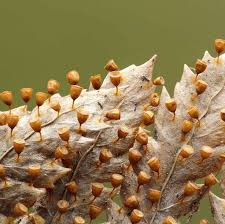 Attēlu rezultāti vaicājumam “Craterium minutum macro”