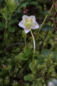 Attēlu rezultāti vaicājumam “Moneses uniflora bud”