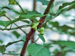 Attēlu rezultāti vaicājumam “Euonymus europaeus bud”