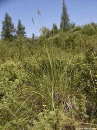 Attēlu rezultāti vaicājumam “Calamagrostis stricta”