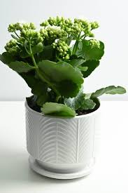 Image result for Kalanchoe blossfeldiana