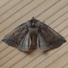 Attēlu rezultāti vaicājumam “Nycteola sp.”