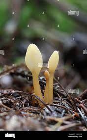 Attēlu rezultāti vaicājumam “Spathularia flavida”